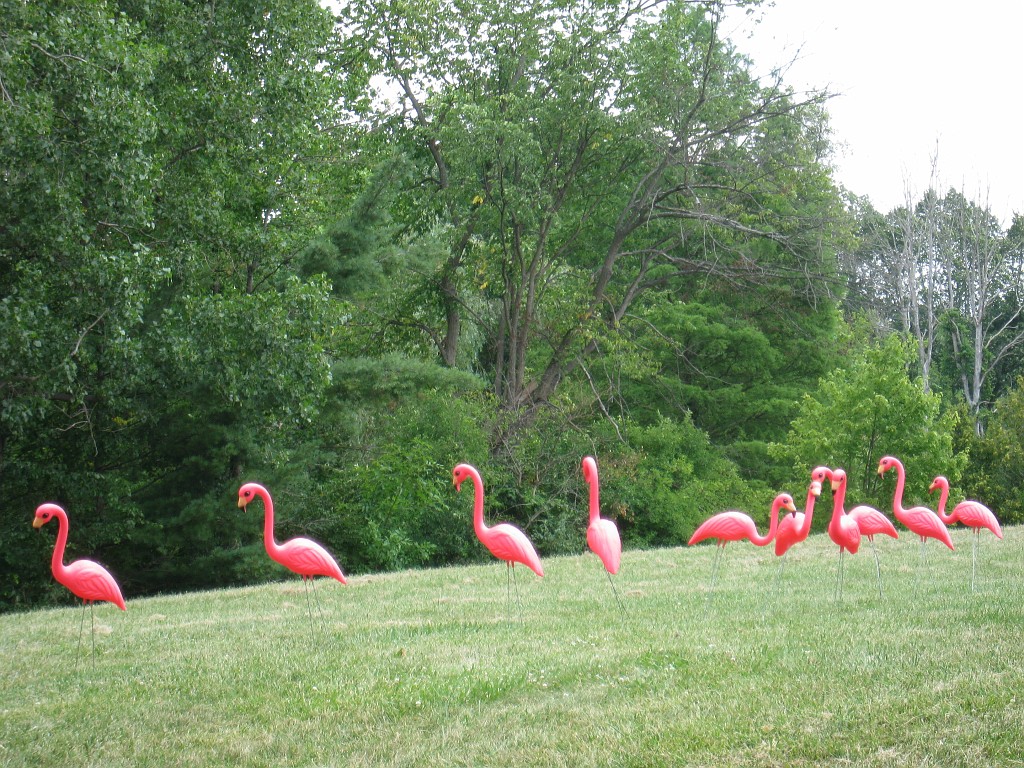 Matthaei Botanical Gardens 2010 0190.jpg - One of the Flamingo displays that make up "Flamingo Week" at the gardens.